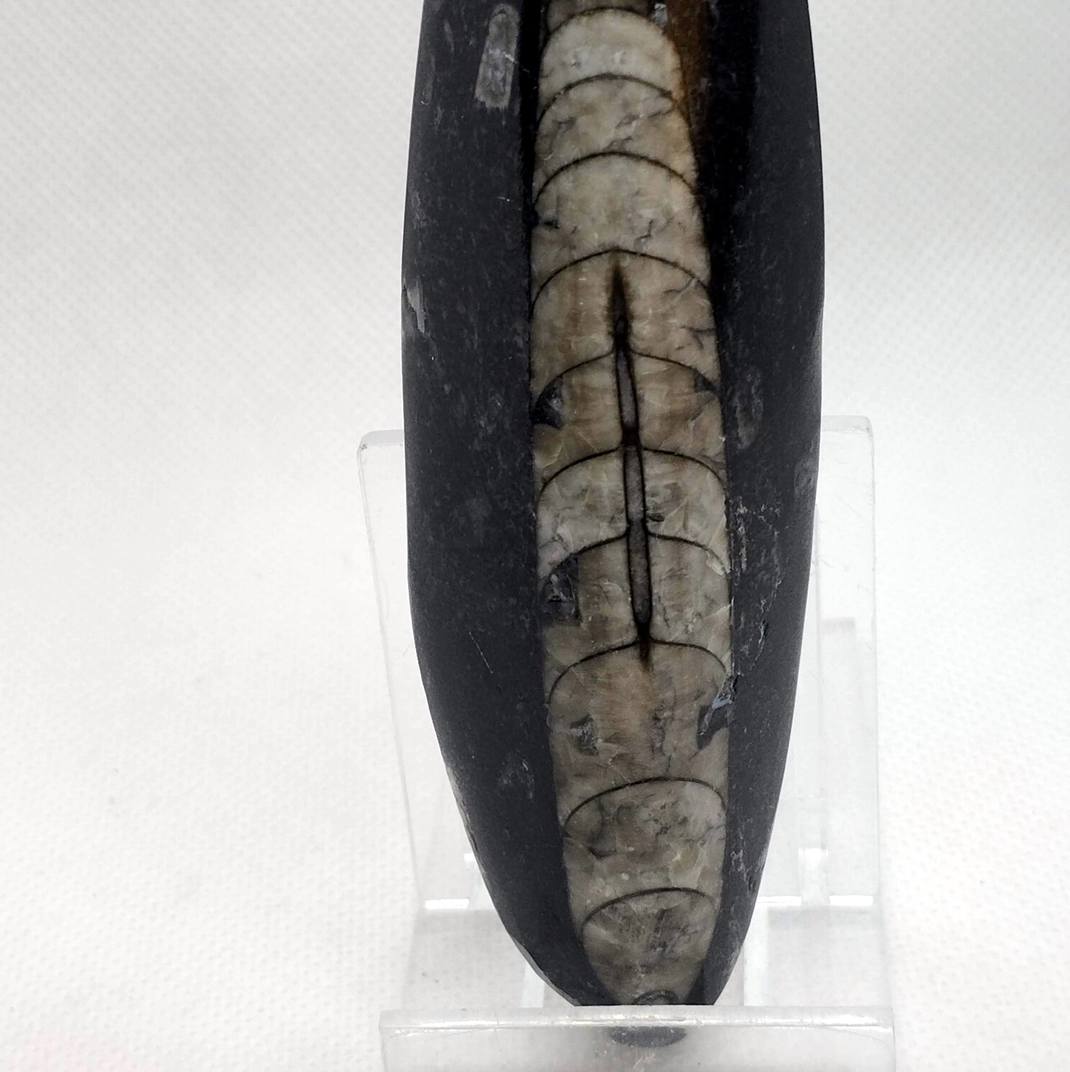 Orthoceras