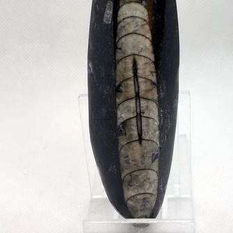 Orthoceras