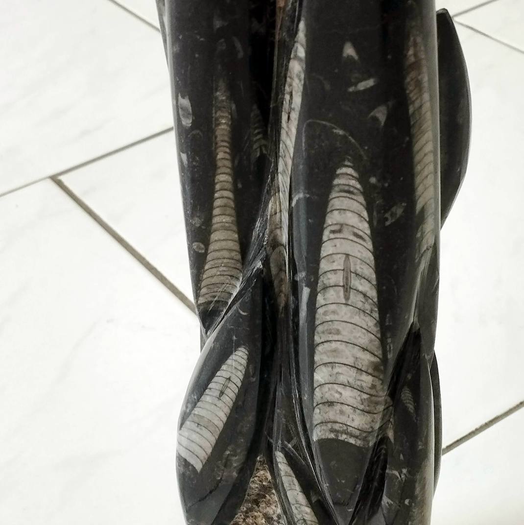 Orthoceras