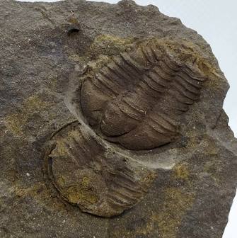 Conocoryphe cirina