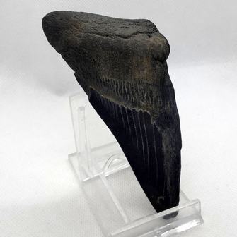 Carcharockles Megalodon