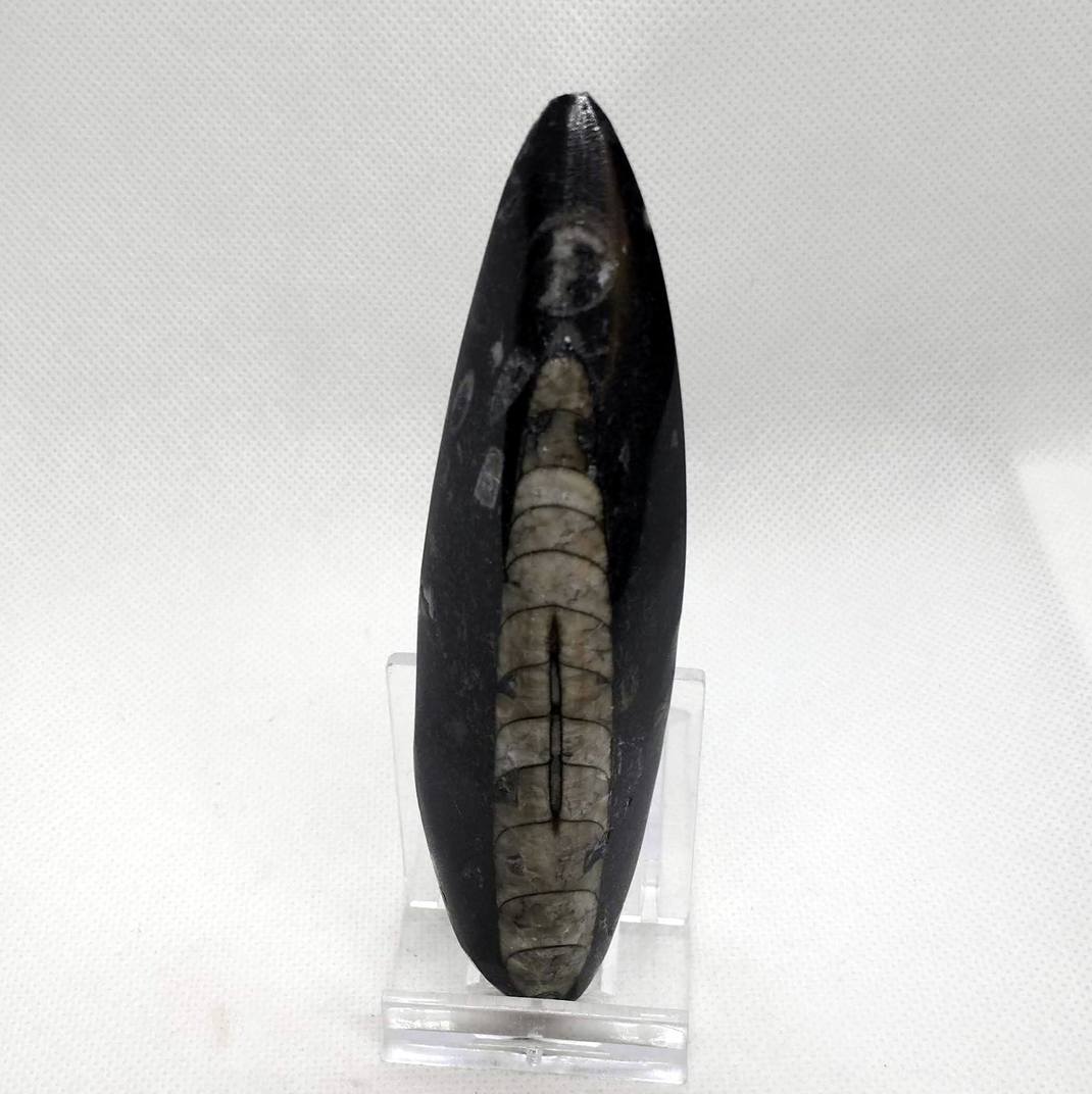 Orthoceras