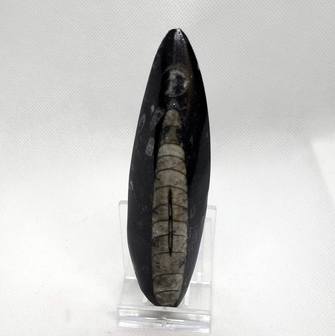 Orthoceras