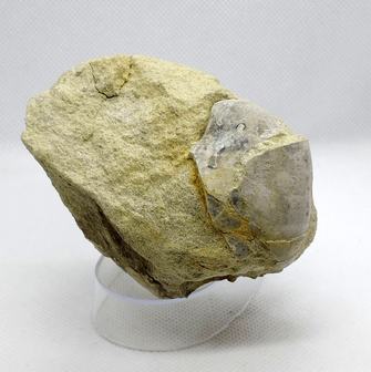 Rhynchostreon suborbiculatum