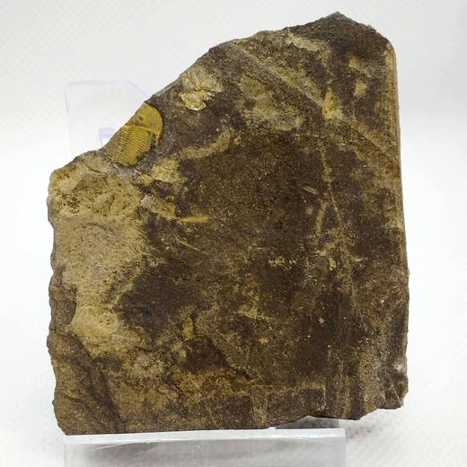 Aulacopleura konincki