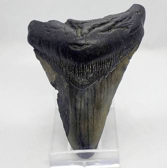 Carcharockles Megalodon