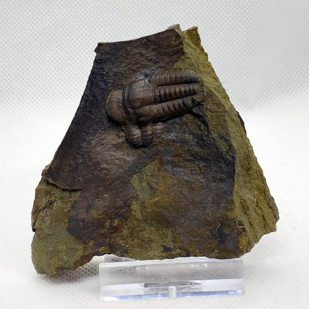 Ellipsocephalus hoffi