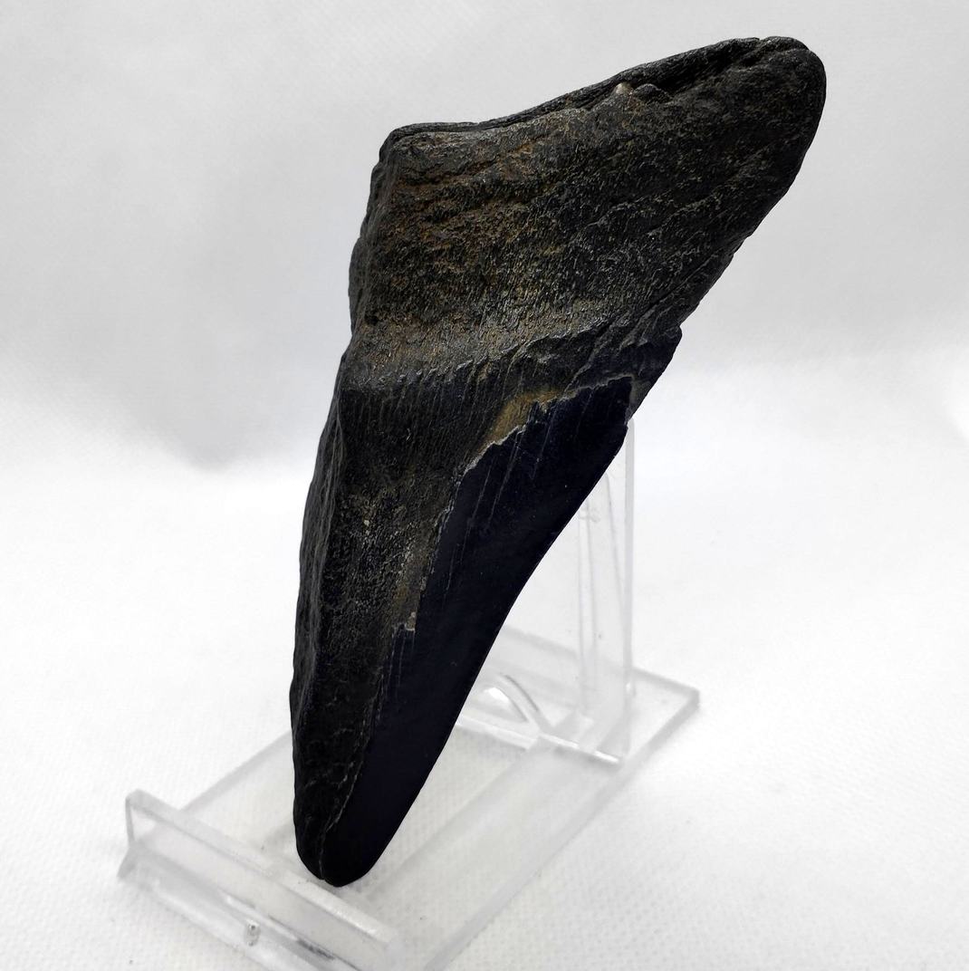 Carcharockles Megalodon