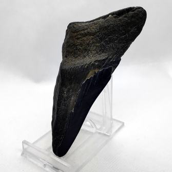 Carcharockles Megalodon